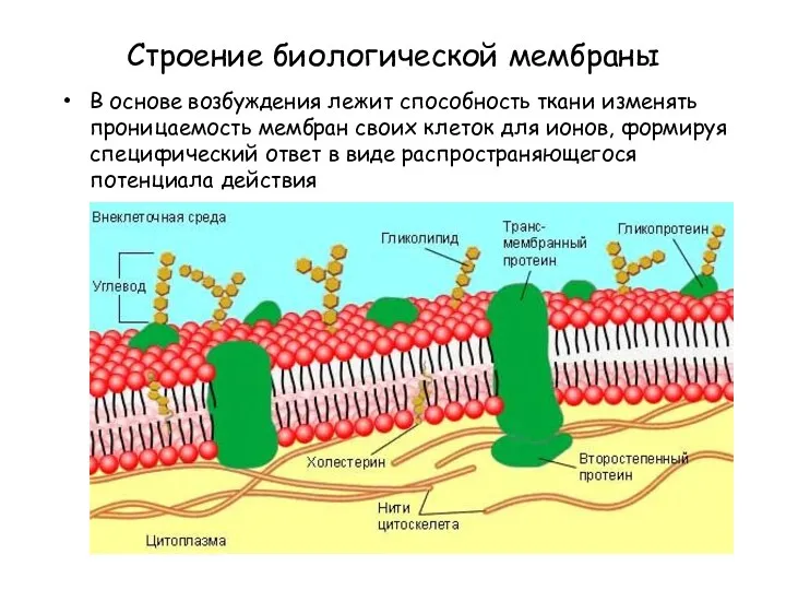 Строение биологической мембраны В основе возбуждения лежит способность ткани изменять