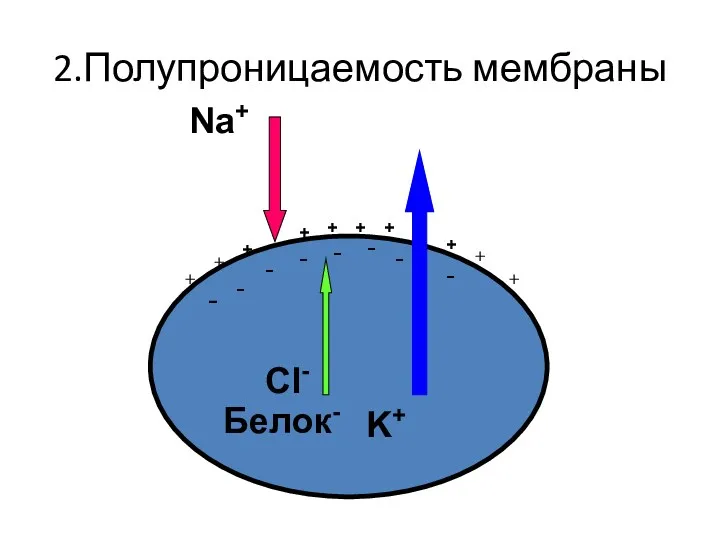 2.Полупроницаемость мембраны K+ Na+ Cl- Белок- + + + +