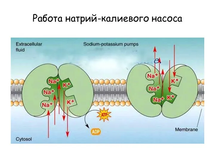 Работа натрий-калиевого насоса