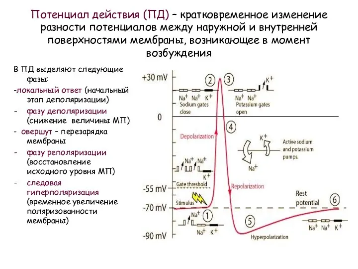 Потенциал действия (ПД) – кратковременное изменение разности потенциалов между наружной