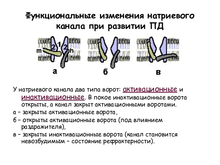 Функциональные изменения натриевого канала при развитии ПД У натриевого канала