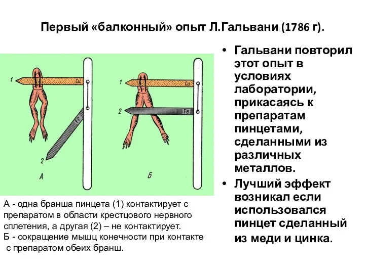 Первый «балконный» опыт Л.Гальвани (1786 г). Гальвани повторил этот опыт