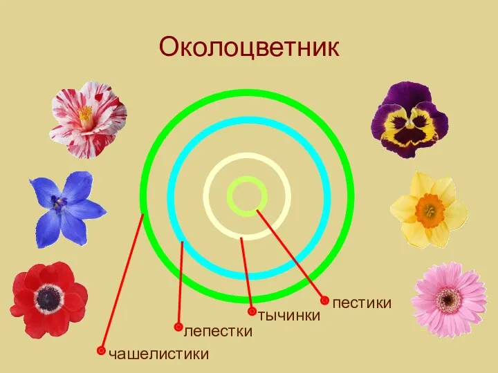 Околоцветник