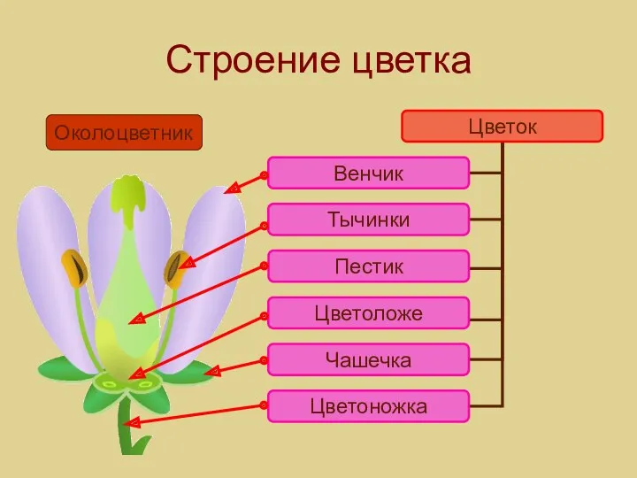 Строение цветка Околоцветник