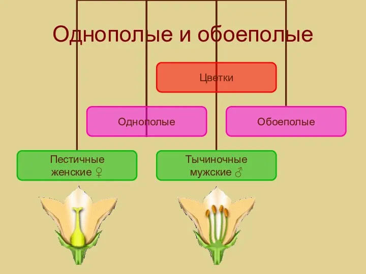 Однополые и обоеполые