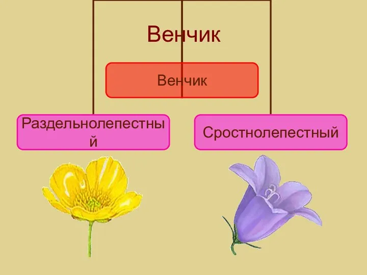 Венчик