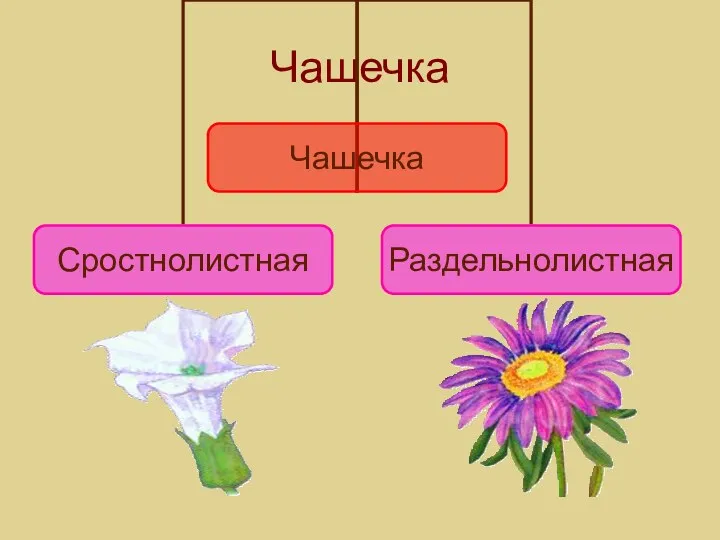 Чашечка