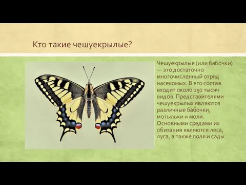 Кто такие чешуекрылые? Чешуекрылые (или бабочки) — это достаточно многочисленный