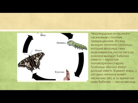 Чешуекрылые относятся к насекомым с полным превращением. Из яиц выходят личинки-гусеницы, которые впоследствии