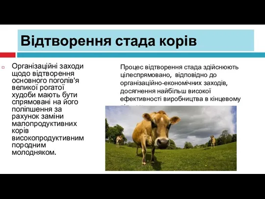 Відтворення стада корів Організаційні заходи щодо відтворення основного поголів'я великої