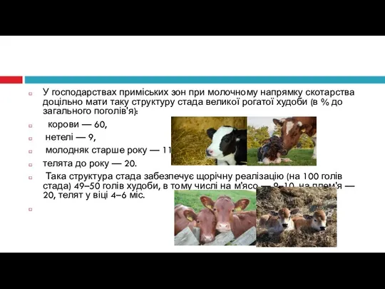 У господарствах приміських зон при молочному напрямку скотарства доцільно мати