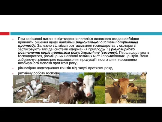 При вирішенні питання відтворення поголів'я основного стада необхідно прийняти рішення