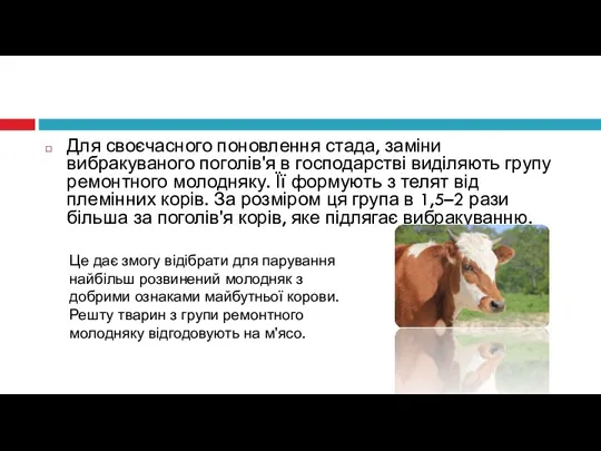 Для своєчасного поновлення стада, заміни вибракуваного поголів'я в господарстві виділяють