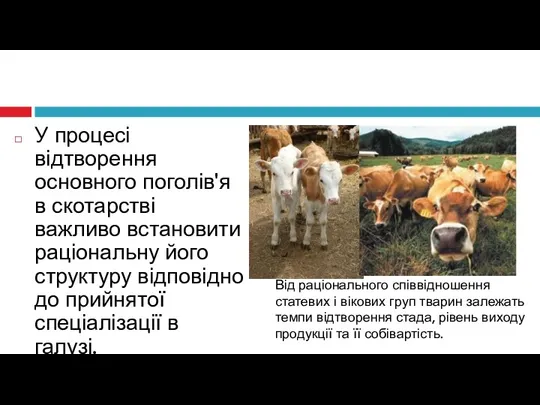 У процесі відтворення основного поголів'я в скотарстві важливо встановити раціональну