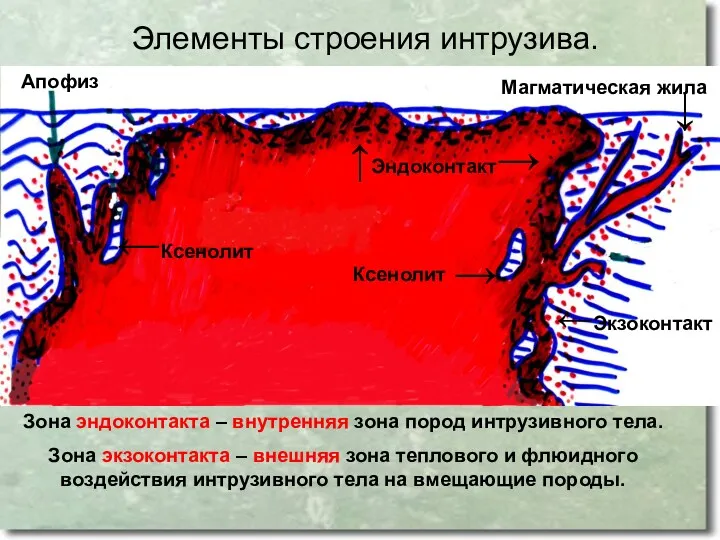 Элементы строения интрузива. Апофиз ←Экзоконтакт ↑Эндоконтакт→ ←Ксенолит ↓ Магматическая жила