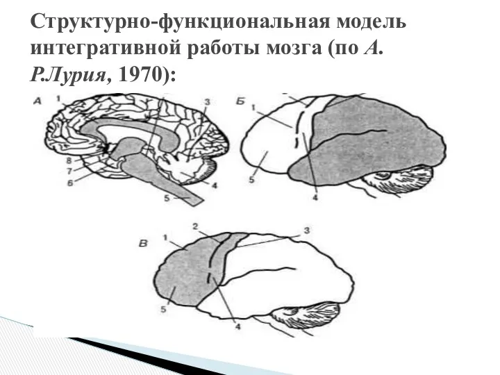 Структурно-функциональная модель интегративной работы мозга (по А. Р.Лурия, 1970):