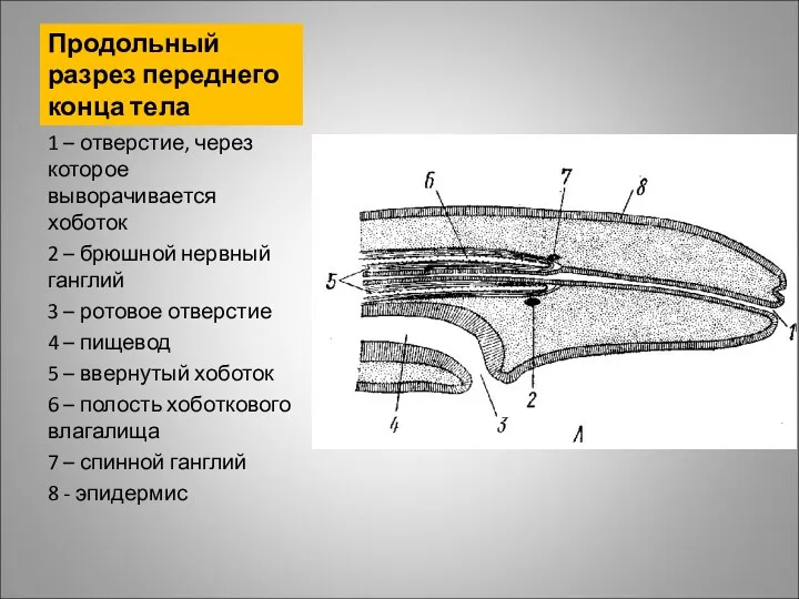 Продольный разрез переднего конца тела 1 – отверстие, через которое