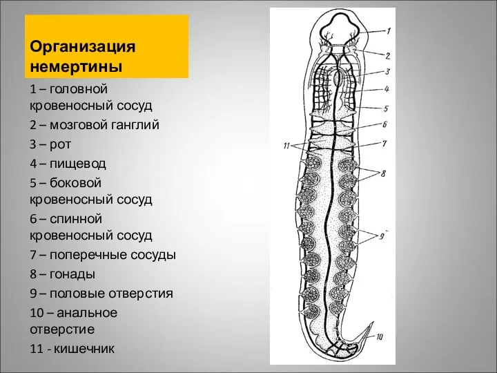 Организация немертины 1 – головной кровеносный сосуд 2 – мозговой