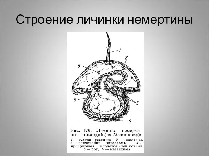 Строение личинки немертины