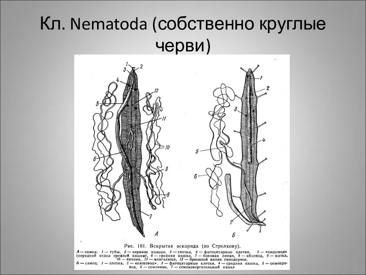 Кл. Nematoda (собственно круглые черви)