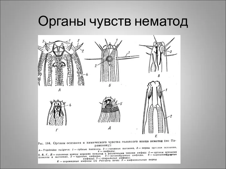 Органы чувств нематод