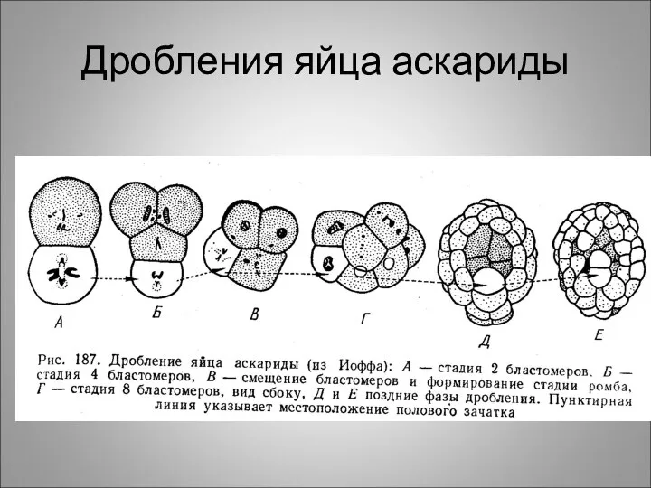 Дробления яйца аскариды