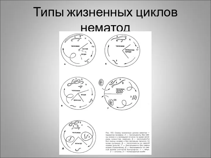 Типы жизненных циклов нематод