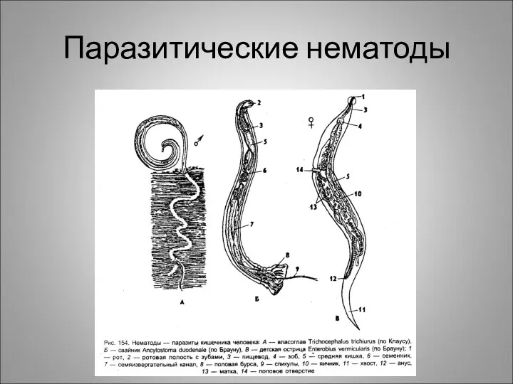 Паразитические нематоды