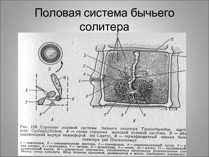 Половая система бычьего солитера