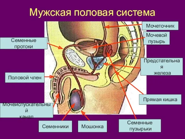 Мужская половая система Мочевой пузырь Мочеточник Семенные протоки Предстательная железа