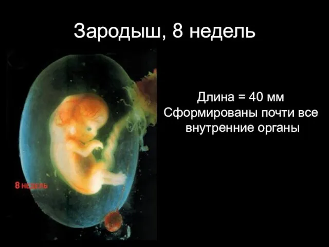 Зародыш, 8 недель Длина = 40 мм Сформированы почти все внутренние органы