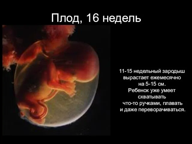 Плод, 16 недель 11-15 недельный зародыш вырастает ежемесячно на 5-15 см. Ребенок уже
