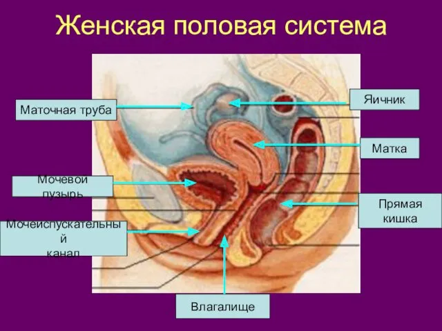 Женская половая система Яичник Маточная труба Матка Мочевой пузырь Мочеиспускательный канал Влагалище Прямая кишка