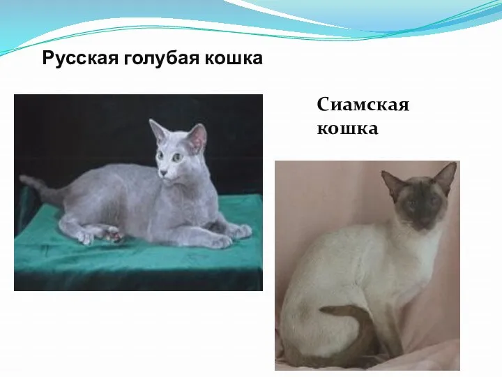 Русская голубая кошка Сиамская кошка