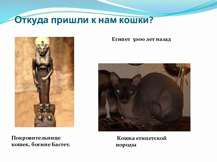 Откуда пришли к нам кошки? Египет 5000 лет назад Покровительнице кошек, богине Бастет. Кошка египетской породы