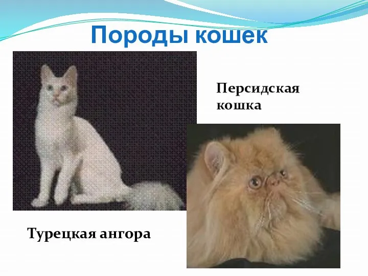 Породы кошек Турецкая ангора Персидская кошка