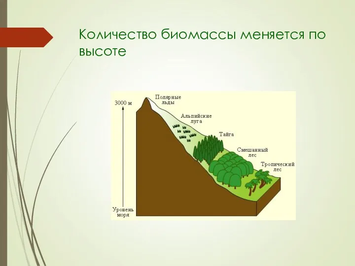 Количество биомассы меняется по высоте