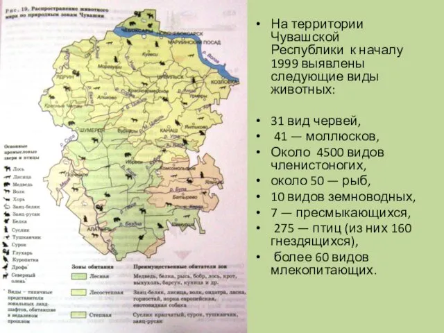 На территории Чувашской Республики к началу 1999 выявлены следующие виды