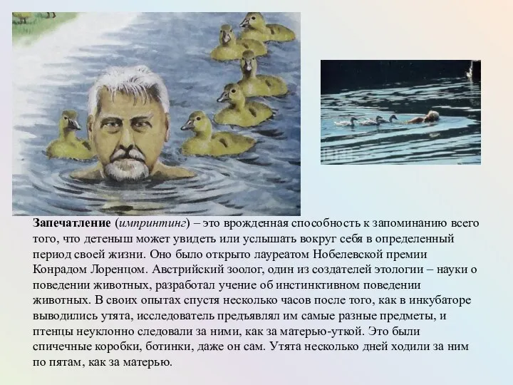 Запечатление (импринтинг) – это врожденная способность к запоминанию всего того,