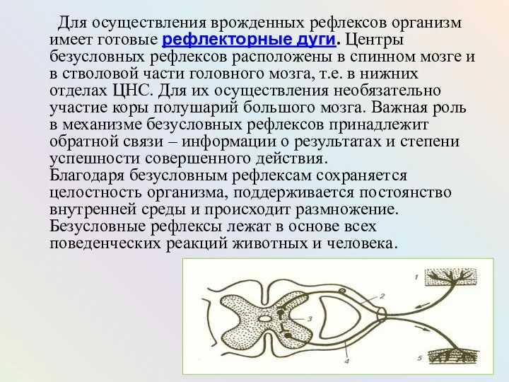 Для осуществления врожденных рефлексов организм имеет готовые рефлекторные дуги. Центры