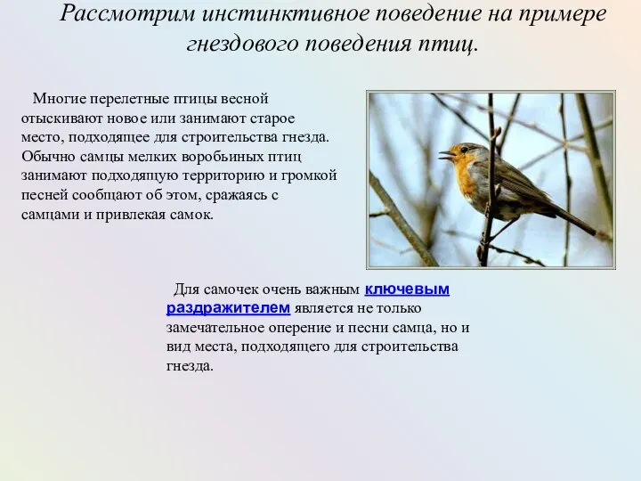 Рассмотрим инстинктивное поведение на примере гнездового поведения птиц. Многие перелетные