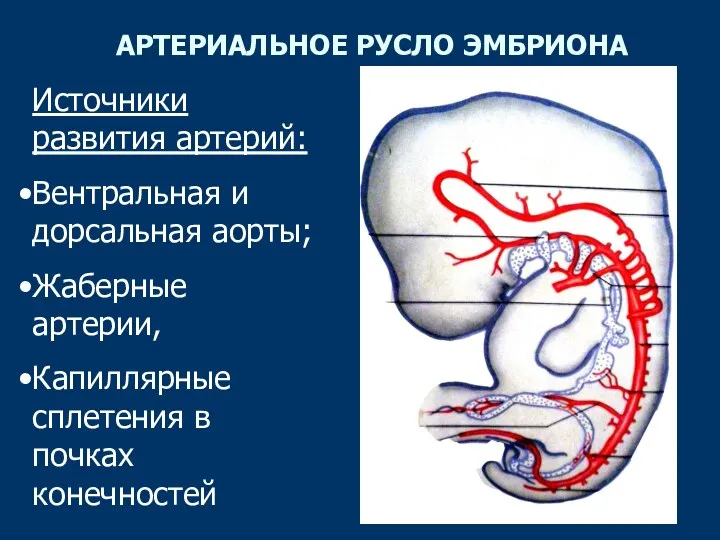 АРТЕРИАЛЬНОЕ РУСЛО ЭМБРИОНА Источники развития артерий: Вентральная и дорсальная аорты;