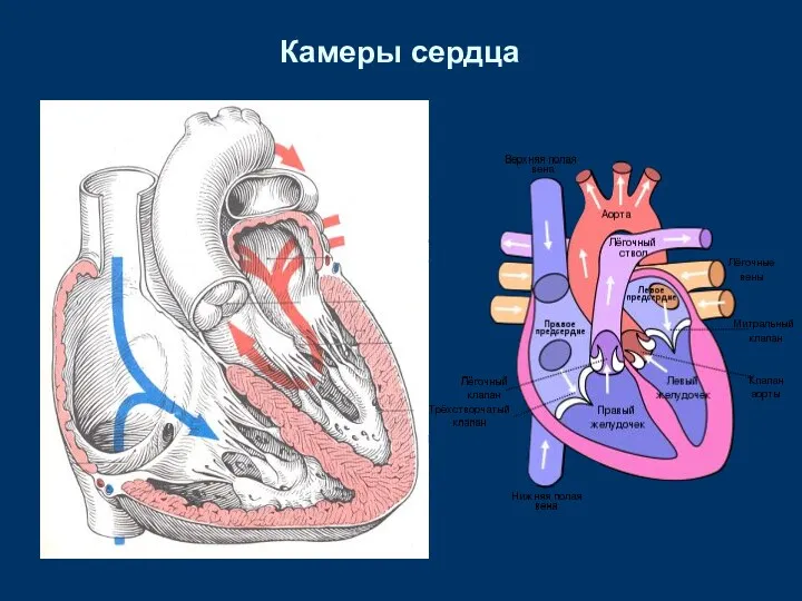 Камеры сердца