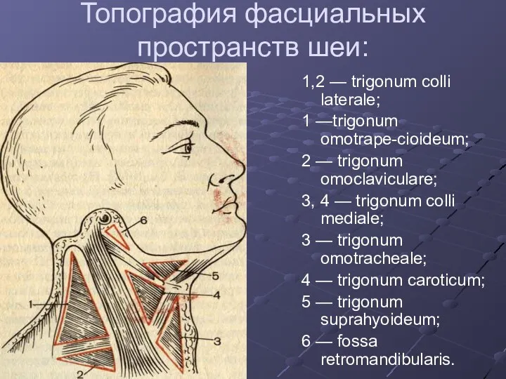 Топография фасциальных пространств шеи: 1,2 — trigonum colli laterale; 1