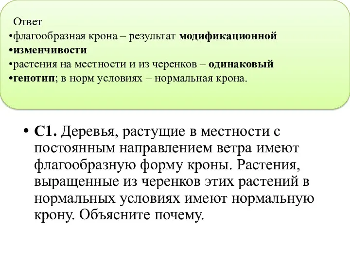 С1. Деревья, растущие в местности с постоянным направлением ветра имеют