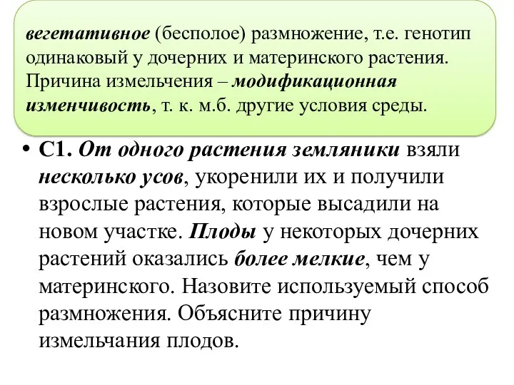 С1. От одного растения земляники взяли несколько усов, укоренили их