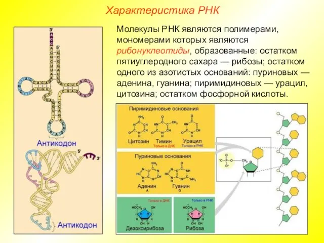 Характеристика РНК Молекулы РНК являются полимерами, мономерами которых являются рибонуклеотиды, образованные: остатком пятиуглеродного