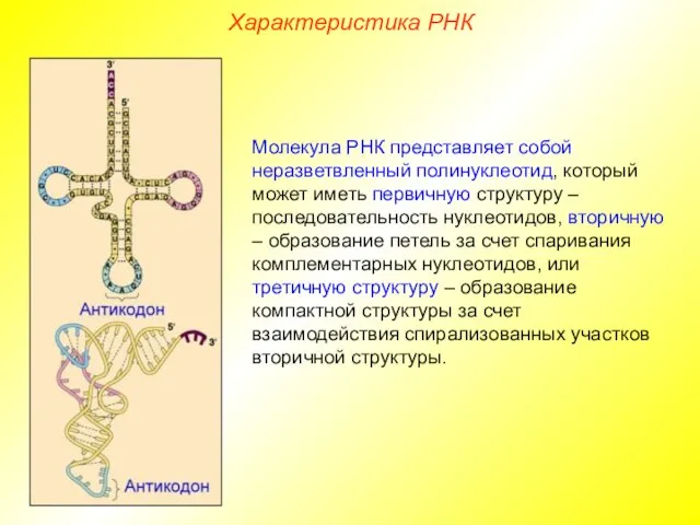 Характеристика РНК Молекула РНК представляет собой неразветвленный полинуклеотид, который может иметь первичную структуру