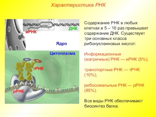 Характеристика РНК Содержание РНК в любых клетках в 5 – 10 раз превышает