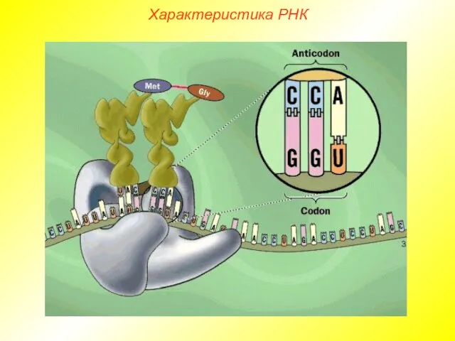 Характеристика РНК